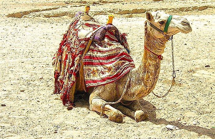 camel giza pyramids