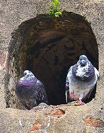 pigeons old san juan