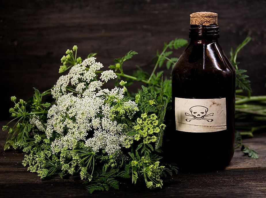 A bouquet of poison hemlock flowers kept beside a vial of poison to indicate its toxic nature.