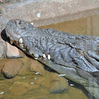 alligator