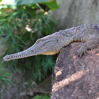 alligator