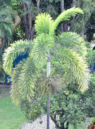 foxtail palm