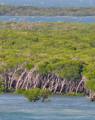 mangroves