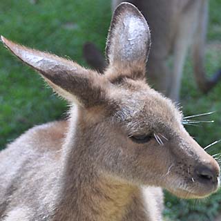 gray kangaroo