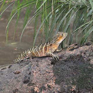 rainforest lizard
