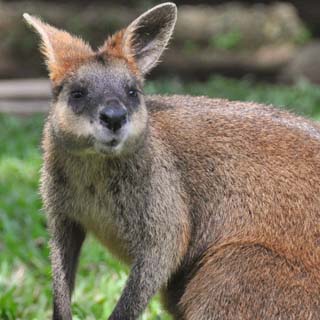 wallaby