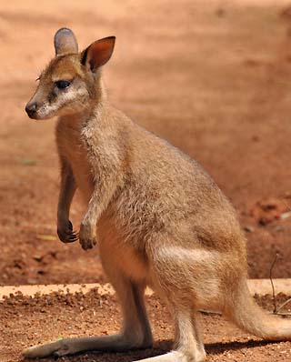 wallaby