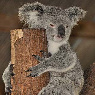 koala