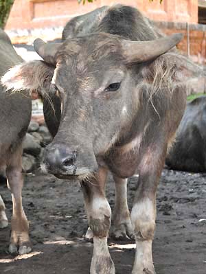 bali cow