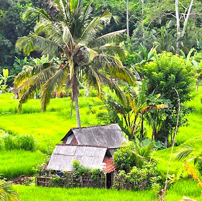 bali scene