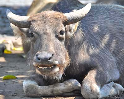 village cow