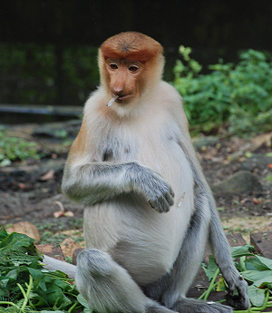 Proboscis Monkey