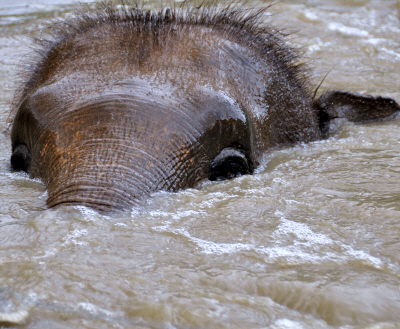 asian elephant