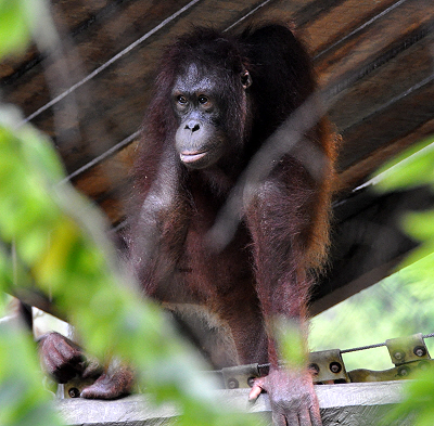 Orangutan