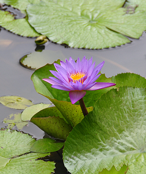 wild flower