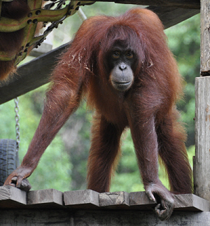 borneo Orangutan
