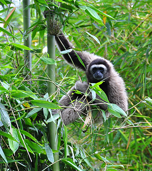 gibbon