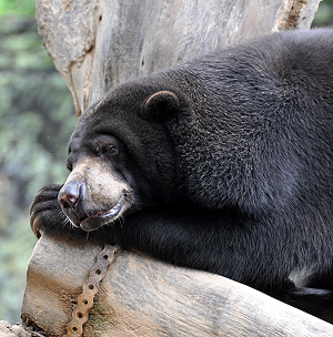Honey Bear