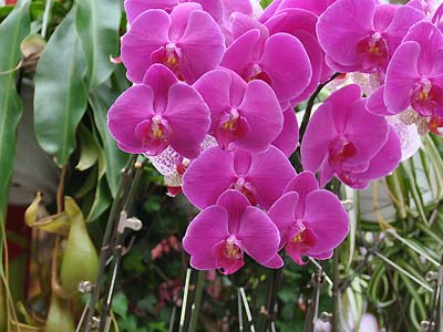 orchids
