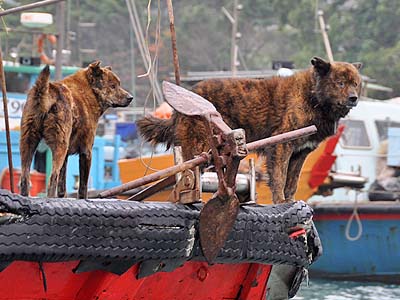 ship dogs