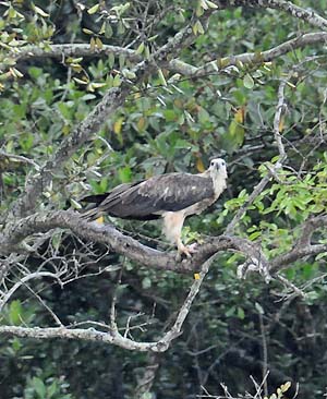 River Eagle