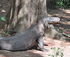 komodo dragon