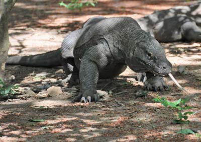 komodo dragon