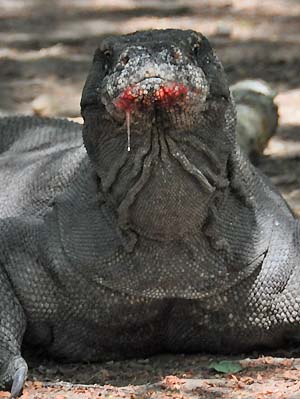 komodo dragon