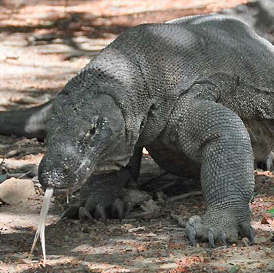 komodo dragon