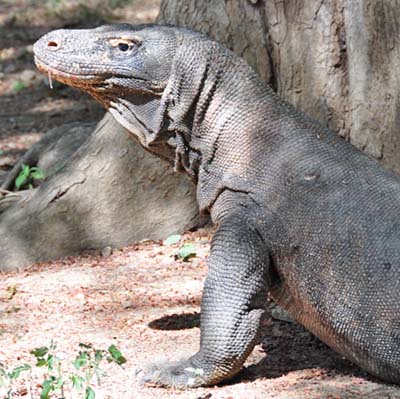 komodo dragon