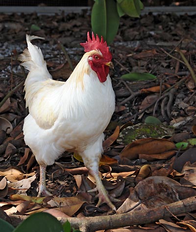 devils island, colorful roosters