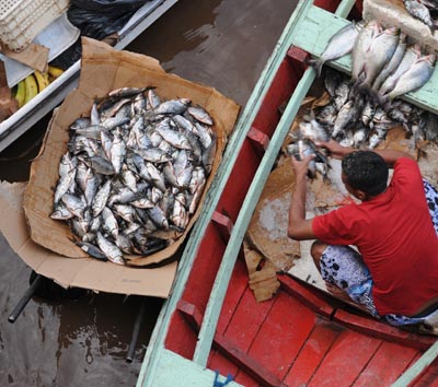 brazil, manaus, fishing boats