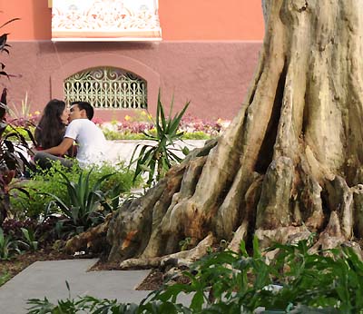 brazil, manaus, tree roots