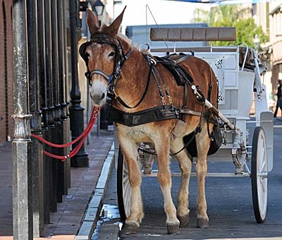 donkey