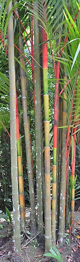 lipstick palm