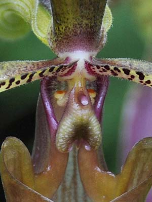 alien orchid