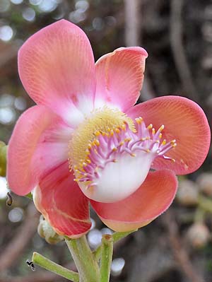 cannonball tree flower
