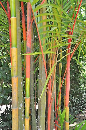 lipstick palms