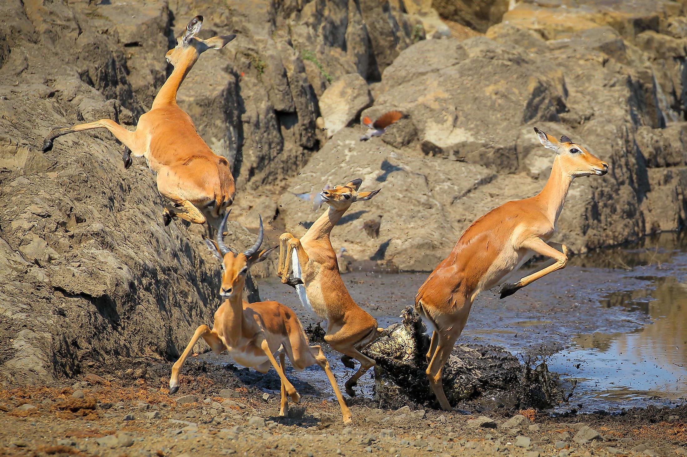Predator-prey interaction in Kruger National Park, South Africa