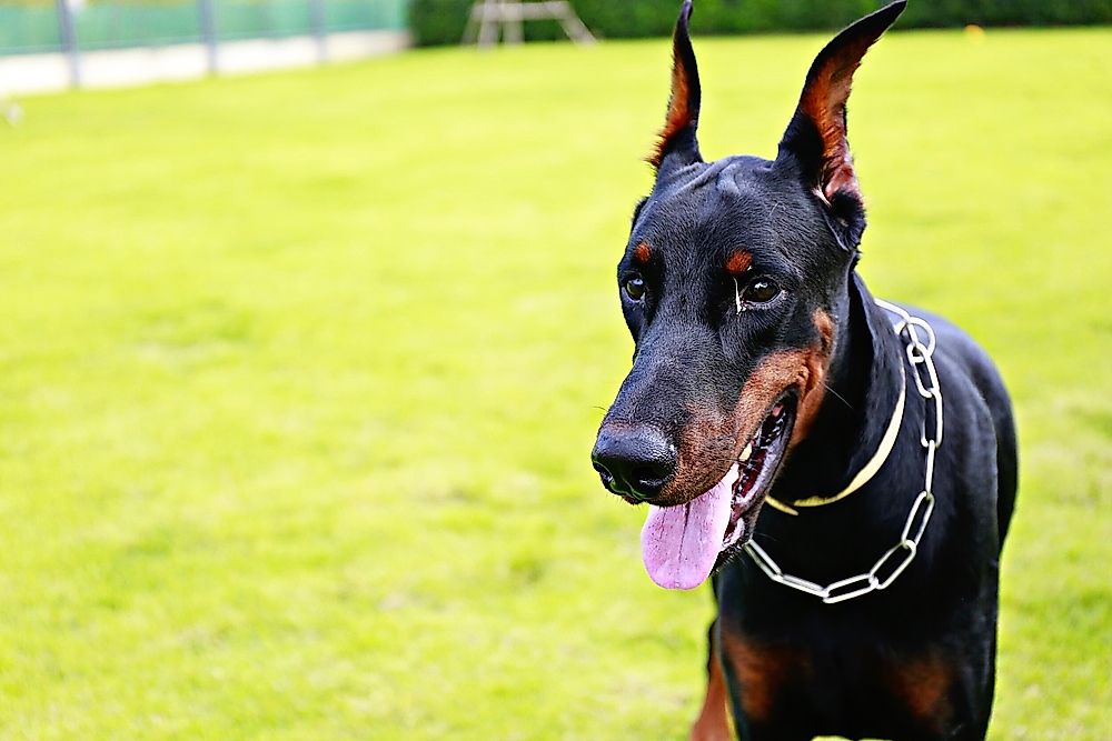 10 Dog Breeds With the Strongest Bite