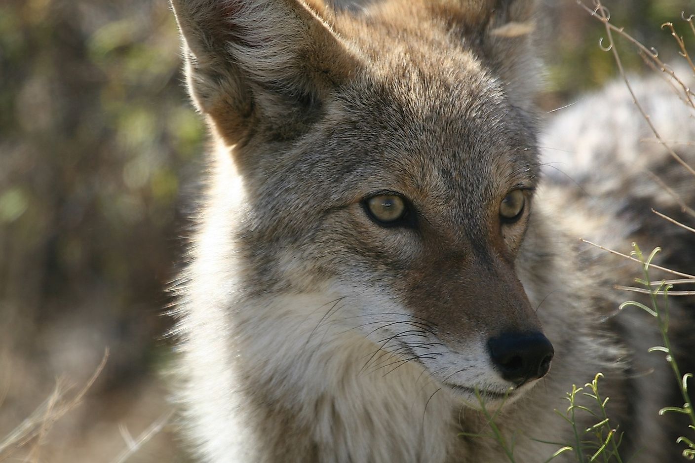 Coyote Facts: Animals of North America - WorldAtlas.com