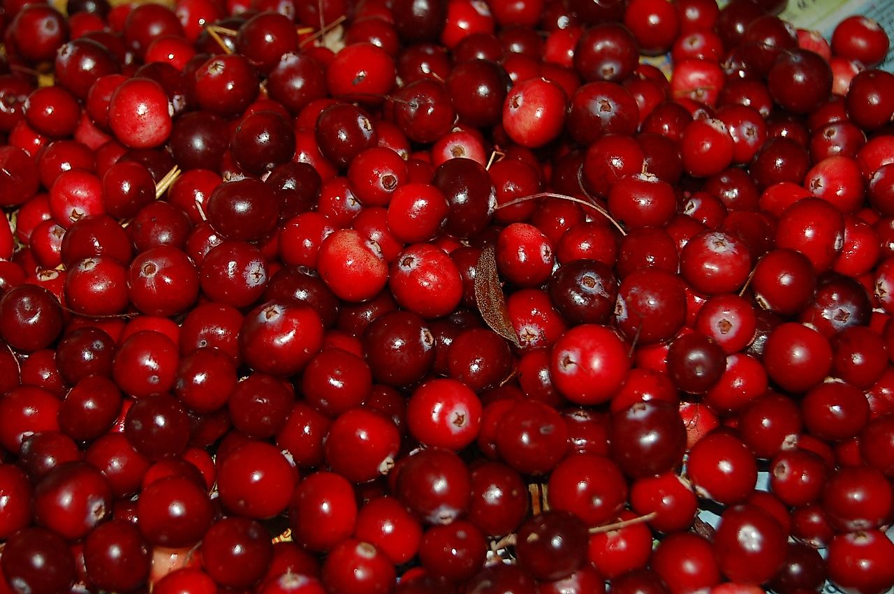 10 top countries in cranberry production worldatlas com 10 top countries in cranberry production worldatlas com