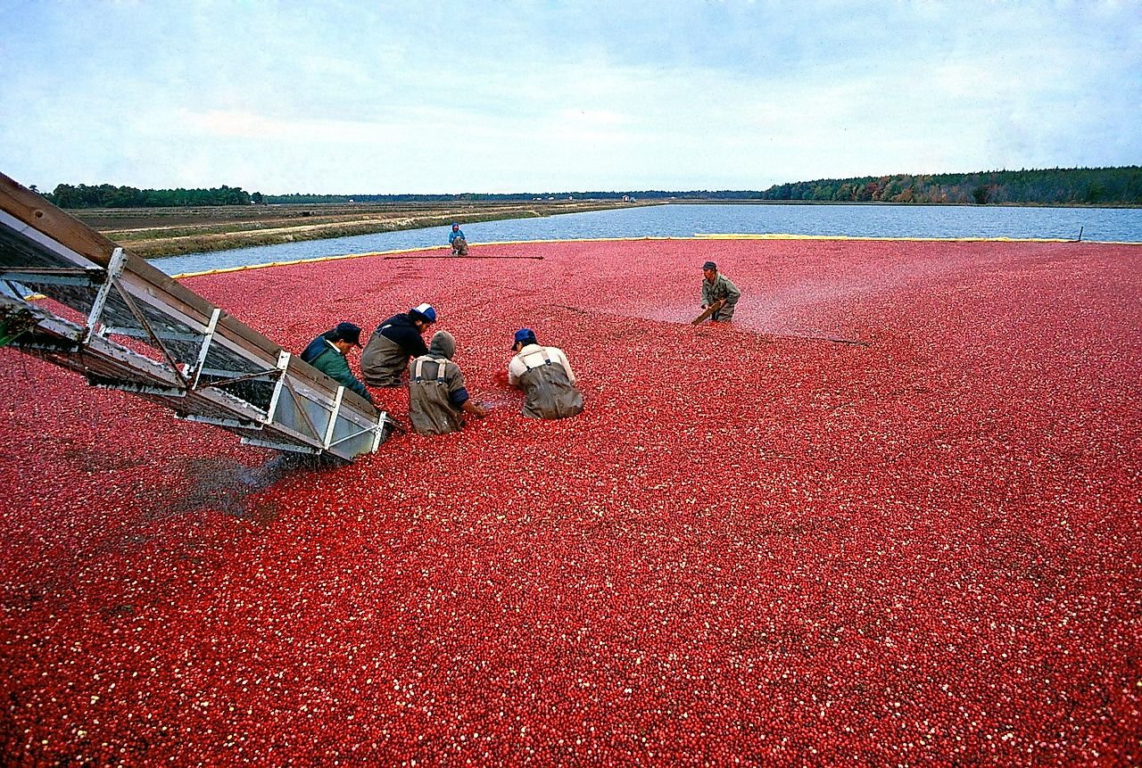 10 Top Countries in Cranberry Production