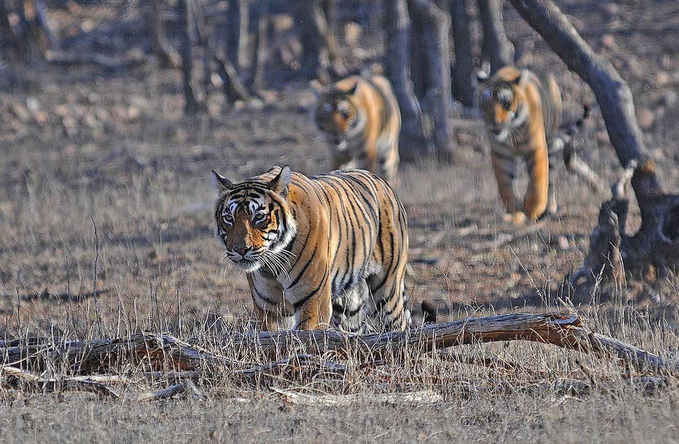 Tigers in Ranthambhore National Park. Image credit: Anish Andheria