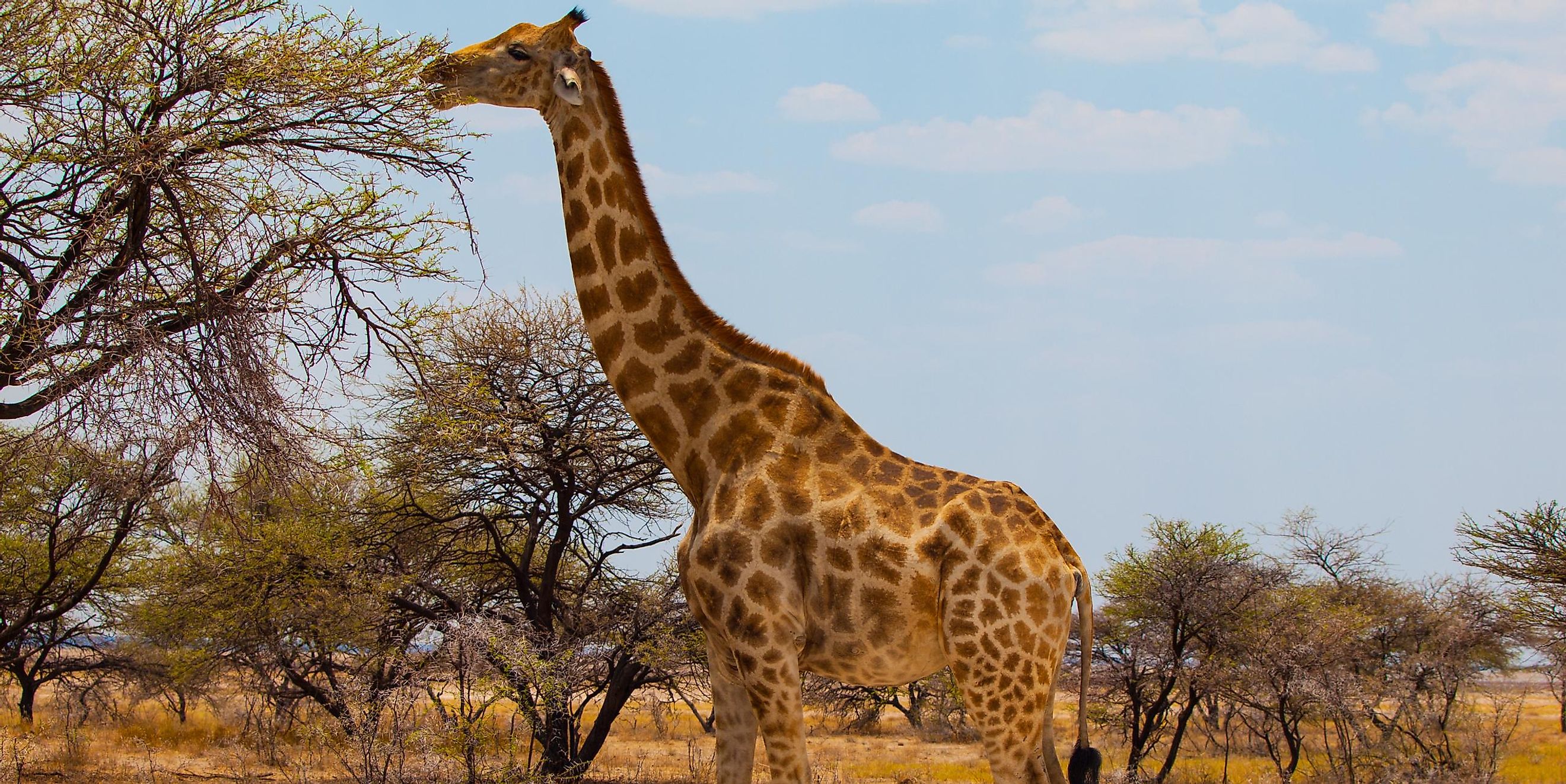 Where do giraffes come from?