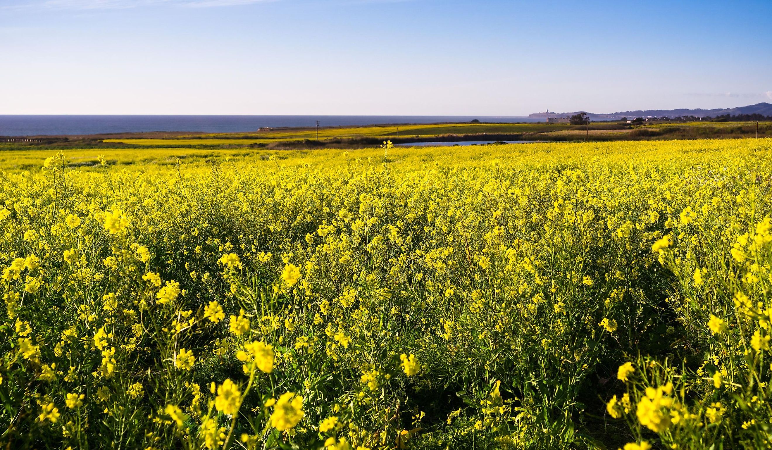 Fields of wild mustard on the Pacific Ocean coastline close to Half Moon Bay, California