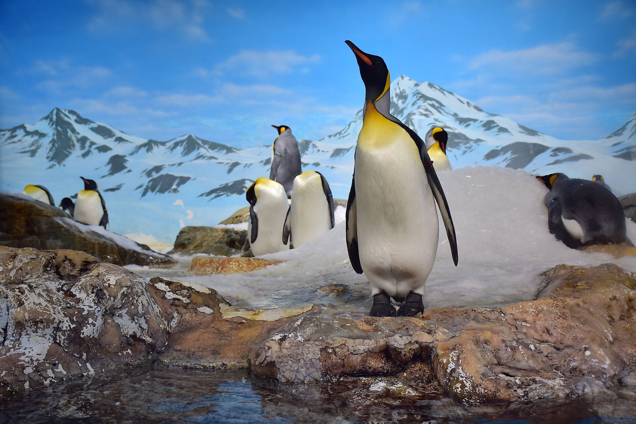 King penguins in Antarctica.