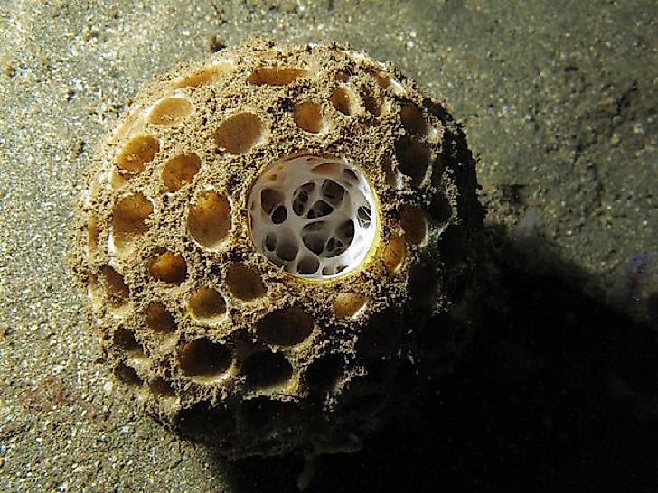 Longest Living Animals On Earth