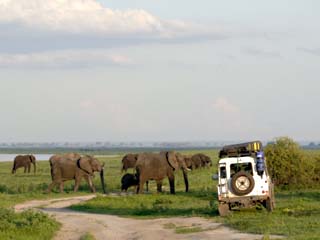Group of Elephants and Landrover, Chobe National Park, Botswana, Africa