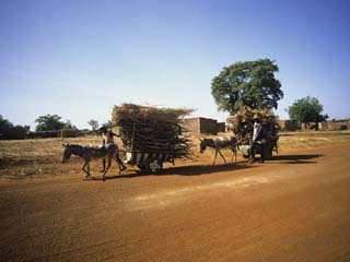 Farmers with Donkey Carts, Burkina Faso, West Africa